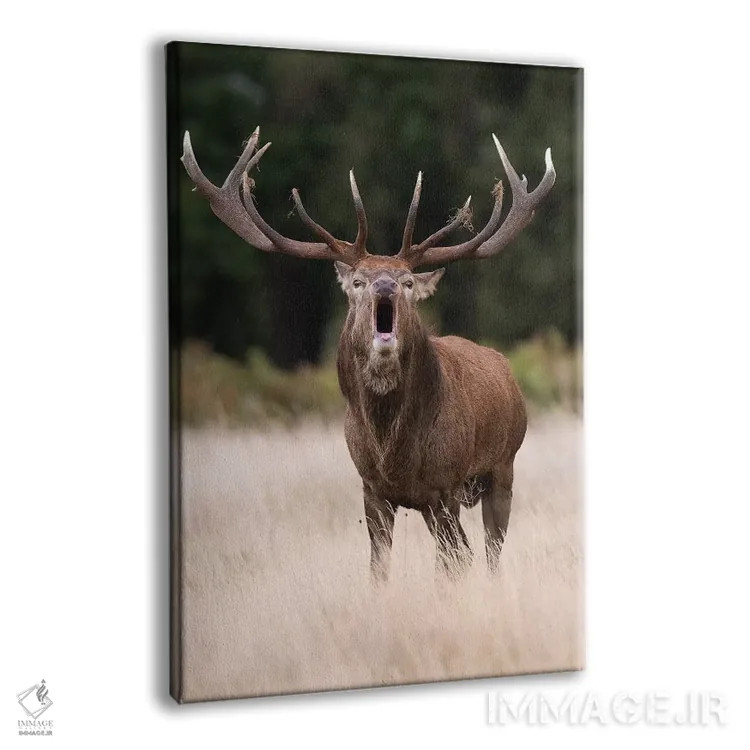 تابلو دکوراتیو یک گوزن قرمز غرش کننده اثر دیک ون دوین - نمای پرسپکتیو محصول