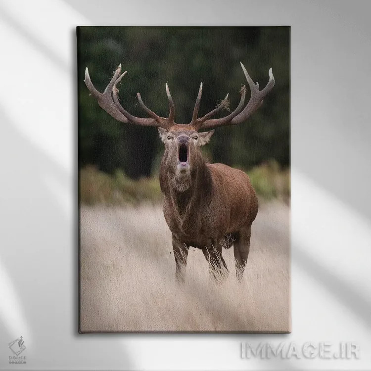 تابلو دکوراتیو یک گوزن قرمز غرش کننده اثر دیک ون دوین - نمای روبهرو روی دیوار