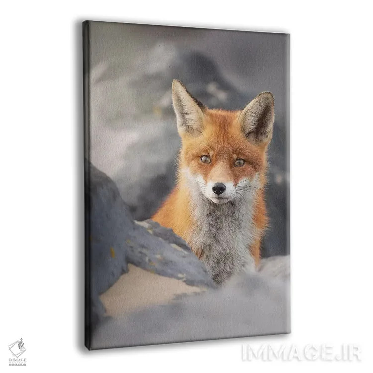 تابلو دکوراتیو روباه قرمز میان صخره ها اثر دیک ون دوین - نمای پرسپکتیو محصول
