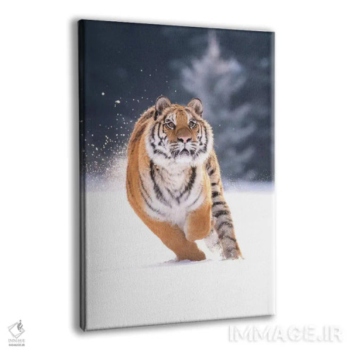 تابلو دکوراتیو ببر سیبری در حال دویدن در برف IV اثر دیک ون دوین - نمای پرسپکتیو محصول