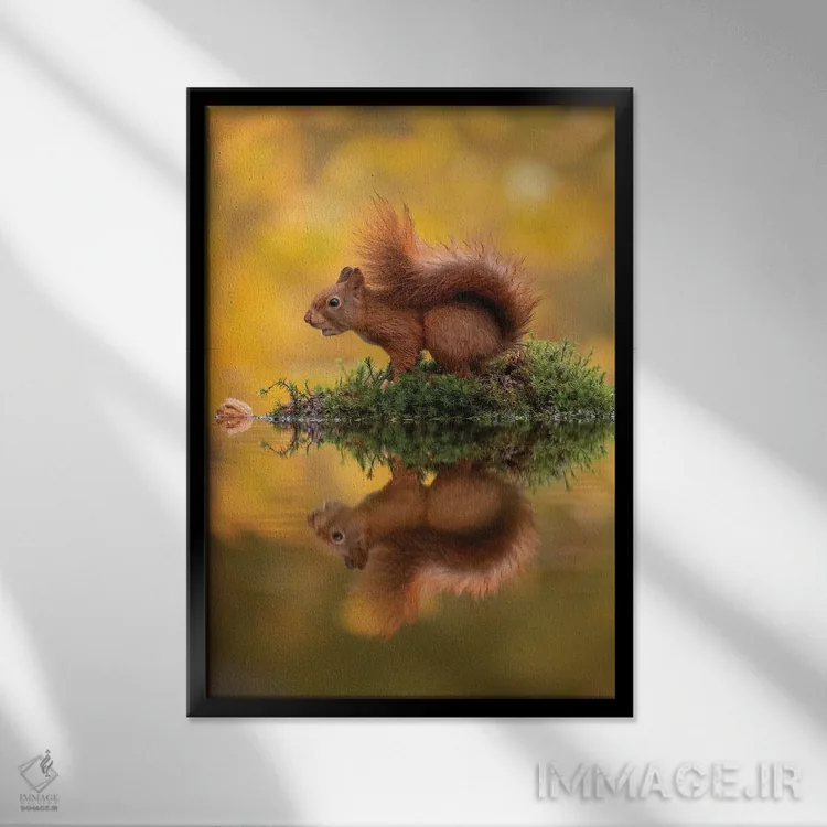 تابلو دکوراتیو سنجاب قرمز بر جزیره اثر دیک ون دوین - نمای قابدار مشکی