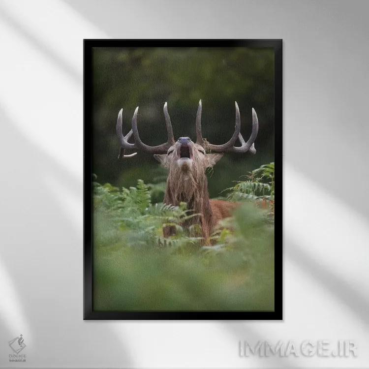 تابلو دکوراتیو گوزن قرمز نعره زن در سرخس ها اثر دیک ون دوین - نمای قابدار مشکی