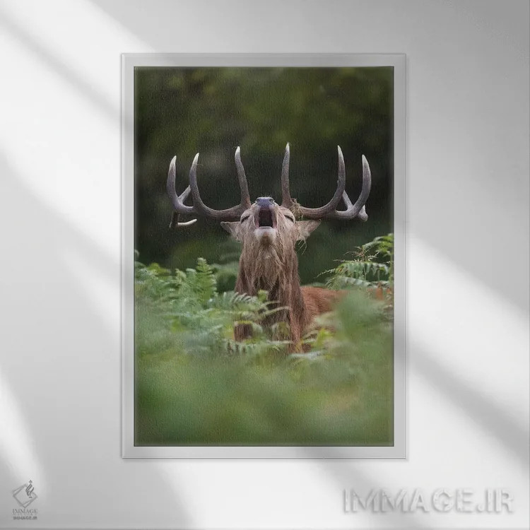 تابلو دکوراتیو گوزن قرمز نعره زن در سرخس ها اثر دیک ون دوین - نمای قابدار سفید