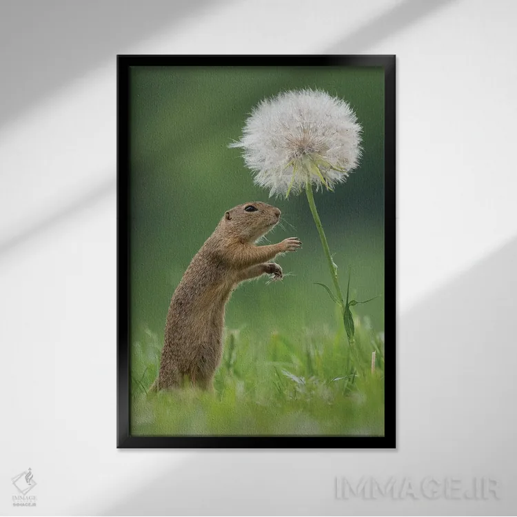 تابلو دکوراتیو زیسل با یک قاصدک بسیار بزرگ III اثر دیک ون دوین - نمای قابدار مشکی