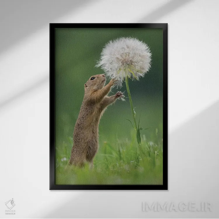 تابلو دکوراتیو زیسل با یک قاصدک بسیار بزرگ IV اثر دیک ون دوین - نمای قابدار مشکی