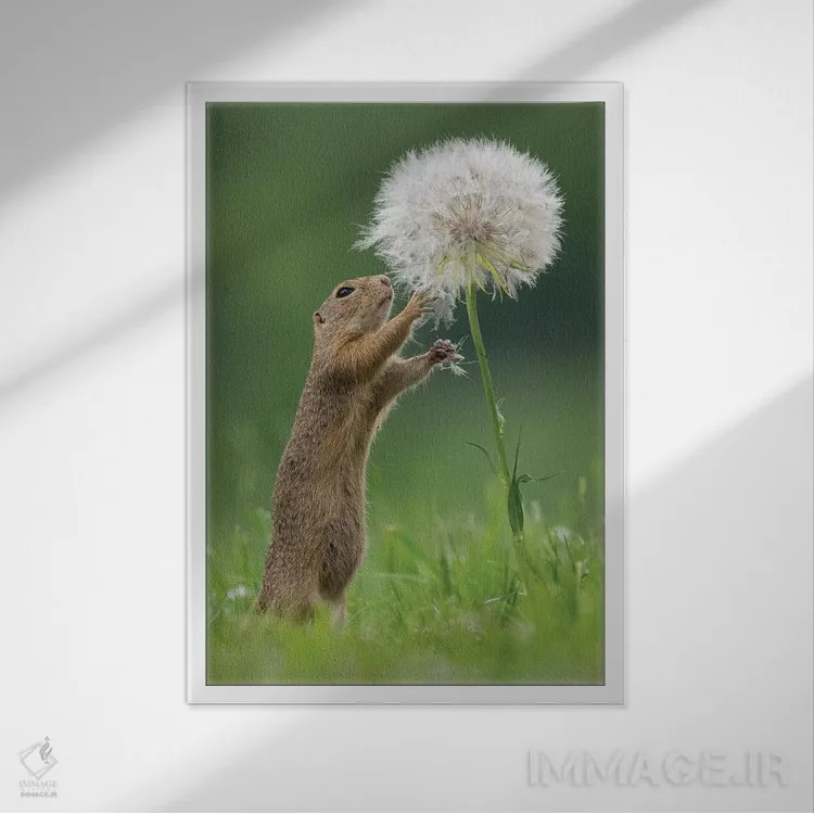 تابلو دکوراتیو زیسل با یک قاصدک بسیار بزرگ IV اثر دیک ون دوین - نمای قابدار سفید