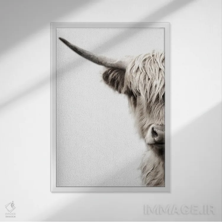 تابلو مدرن گاوهای هایلند اثر دانیتا دلیمنت - نمای قابدار سفید