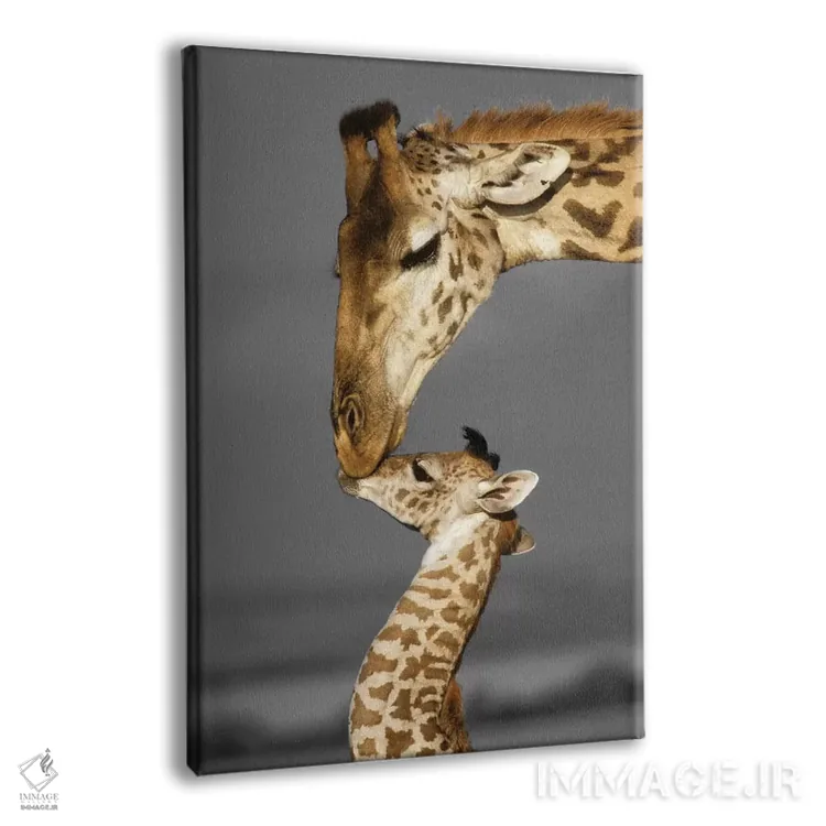 تابلو دکوراتیو خانواده زرافه های ماسائی مارا اثر دانیتا دلیمنت - نمای پرسپکتیو محصول