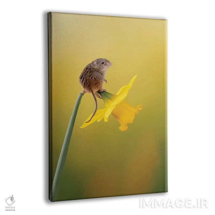 تابلو دکوراتیو خیلی معصوم به نظر می رسد اثر باور میسون - نمای پرسپکتیو محصول