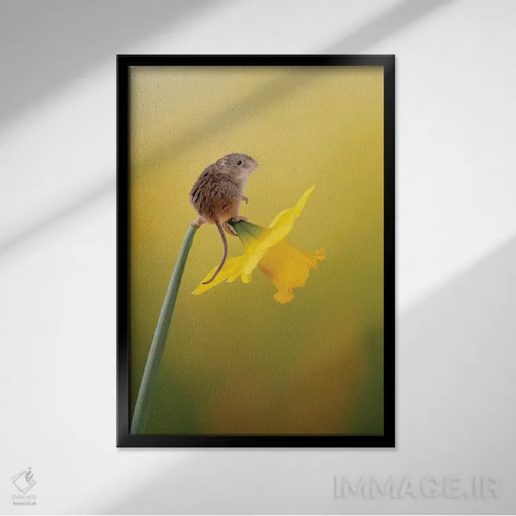 تابلو دکوراتیو خیلی معصوم به نظر می رسد اثر باور میسون - نمای قابدار مشکی