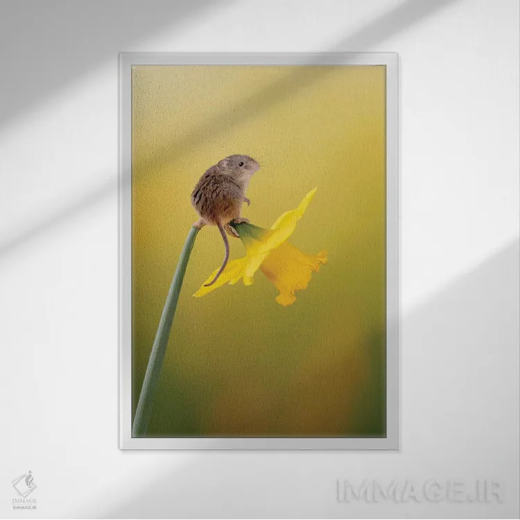 تابلو دکوراتیو خیلی معصوم به نظر می رسد اثر باور میسون - نمای قابدار سفید