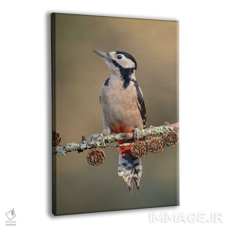 تابلو دکوراتیو دارکوب خالدار بزرگ روی مخروط کاج لاریکس اثر باور میسون - نمای پرسپکتیو محصول