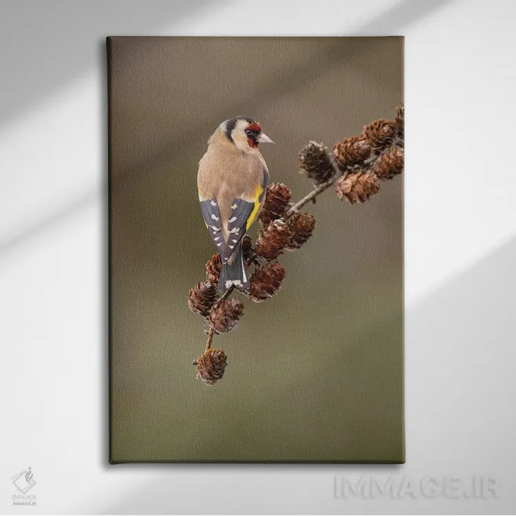 تابلو دکوراتیو فنچ طلایی روی مخروط کاج لاریکس اثر باور میسون - نمای روبهرو روی دیوار