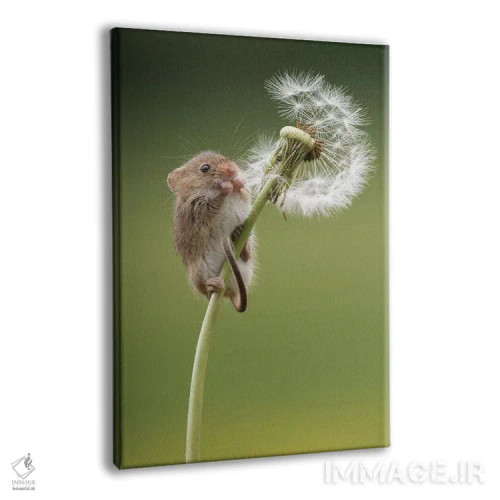 تابلو مدرن موش مزرعه روی تخم قاصدک رسیده اثر باور میسون - نمای پرسپکتیو محصول