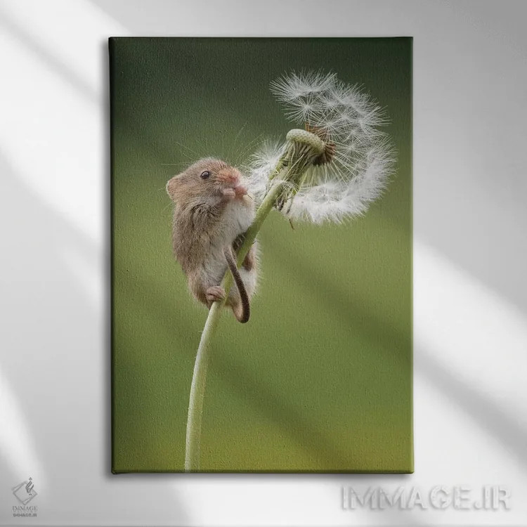 تابلو مدرن موش مزرعه روی تخم قاصدک رسیده اثر باور میسون - نمای روبهرو روی دیوار