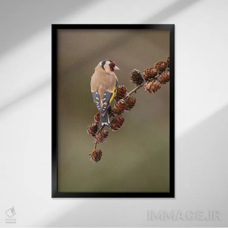 تابلو دکوراتیو فنچ طلایی روی مخروط کاج لاریکس اثر باور میسون - نمای قابدار مشکی