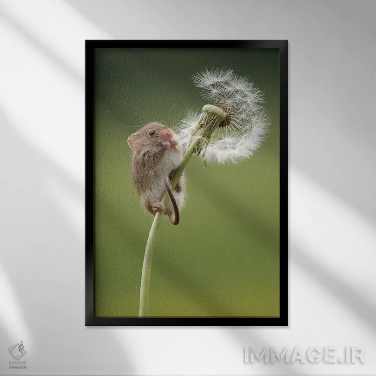 تابلو مدرن موش مزرعه روی تخم قاصدک رسیده اثر باور میسون - نمای قابدار مشکی