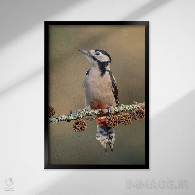 تابلو دکوراتیو دارکوب خالدار بزرگ روی مخروط کاج لاریکس اثر باور میسون - نمای قابدار مشکی