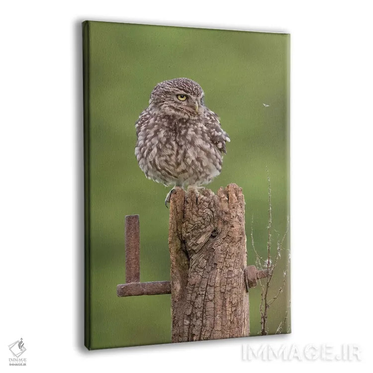 تابلو دکوراتیو تماشای حشرات اثر باور میسون - نمای پرسپکتیو محصول