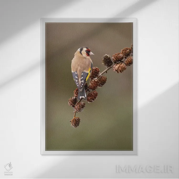 تابلو دکوراتیو فنچ طلایی روی مخروط کاج لاریکس اثر باور میسون - نمای قابدار سفید