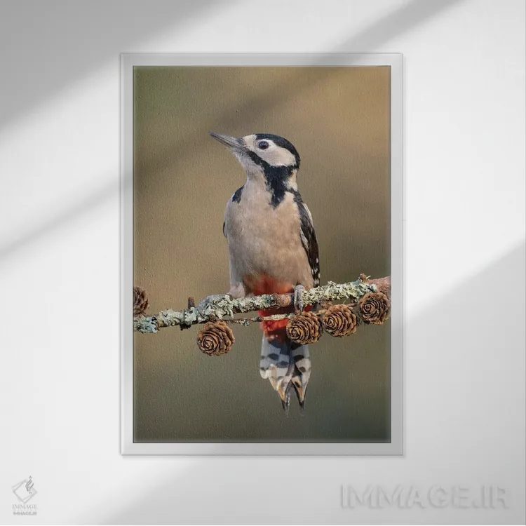 تابلو دکوراتیو دارکوب خالدار بزرگ روی مخروط کاج لاریکس اثر باور میسون - نمای قابدار سفید