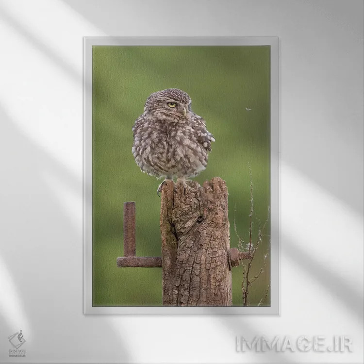 تابلو دکوراتیو تماشای حشرات اثر باور میسون - نمای قابدار سفید