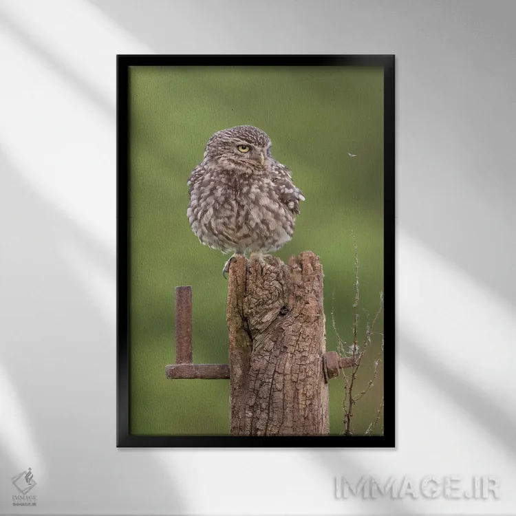 تابلو دکوراتیو تماشای حشرات اثر باور میسون - نمای قابدار مشکی