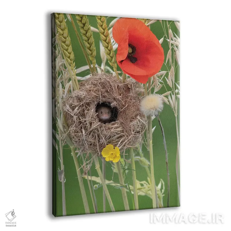 تابلو دکوراتیو لانه سازی در کنار شقایق ها اثر باور میسون - نمای پرسپکتیو محصول