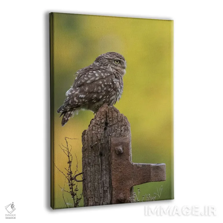 تابلو دکوراتیو جغد کوچک در حال استراحت اثر باور میسون - نمای پرسپکتیو محصول