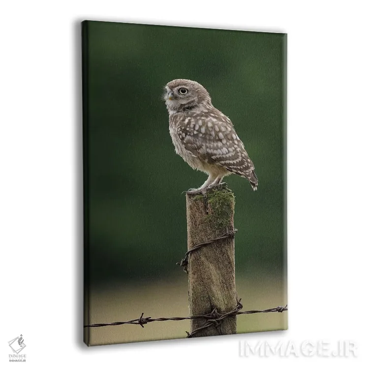 تابلو دکوراتیو جوجه جغد در حال استراحت اثر باور میسون - نمای پرسپکتیو محصول