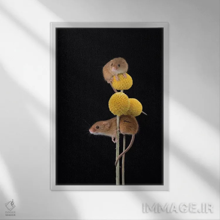 تابلو دکوراتیو زرد ملایم اثر باور میسون - نمای قابدار سفید