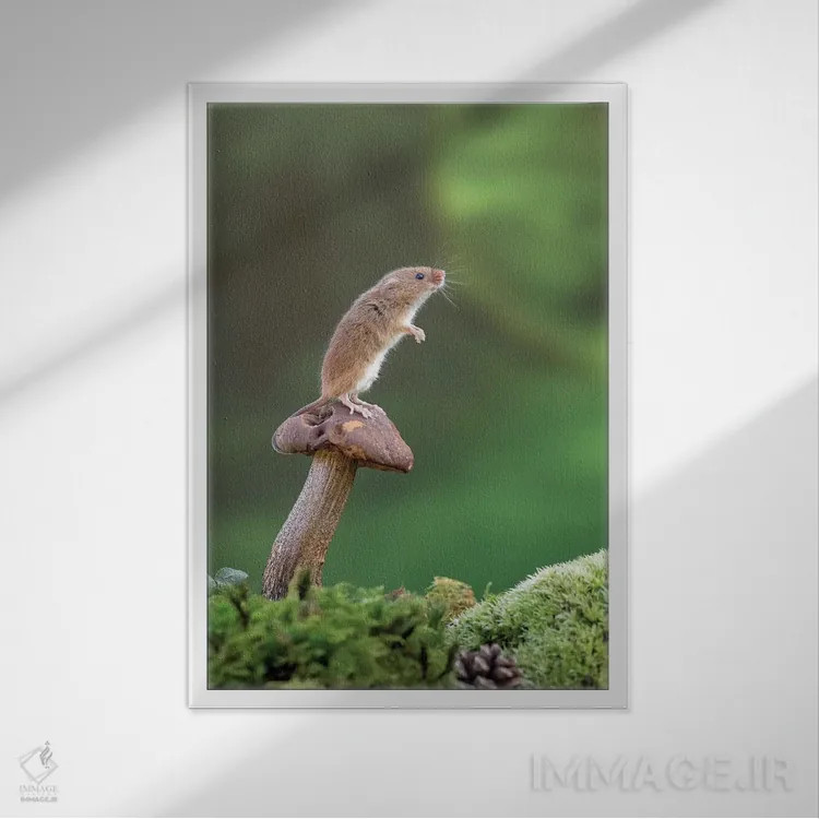 تابلو دکوراتیو در حال مراقبت اثر باور میسون - نمای قابدار سفید