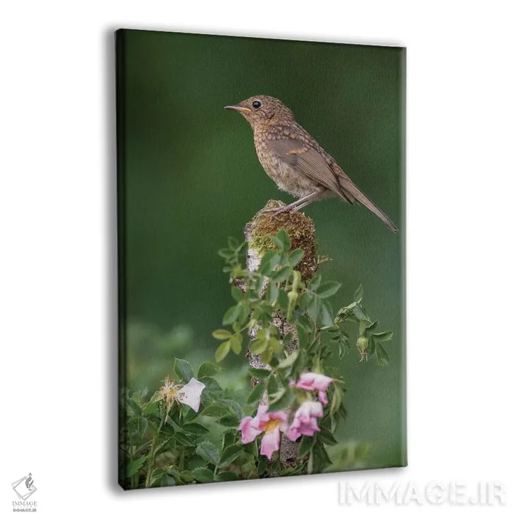 تابلو دکوراتیو سینه سرخ و شکوفه های بهاری اثر باور میسون - نمای پرسپکتیو محصول