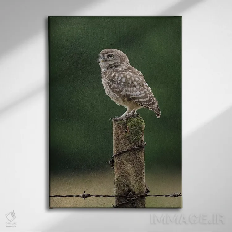 تابلو دکوراتیو جوجه جغد در حال استراحت اثر باور میسون - نمای روبهرو روی دیوار