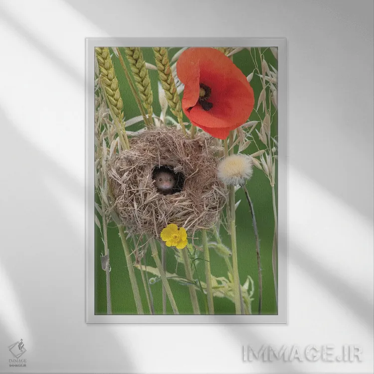 تابلو دکوراتیو لانه سازی در کنار شقایق ها اثر باور میسون - نمای قابدار سفید