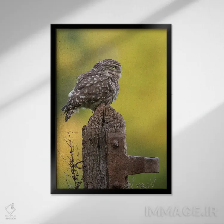 تابلو دکوراتیو جغد کوچک در حال استراحت اثر باور میسون - نمای قابدار مشکی