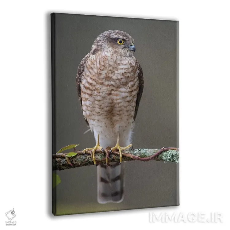 تابلو دکوراتیو شاهین گنجشکی نر ۲ اثر باور میسون - نمای پرسپکتیو محصول