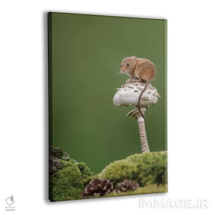 تابلو دکوراتیو زیبای نشسته اثر باور میسون - نمای پرسپکتیو محصول