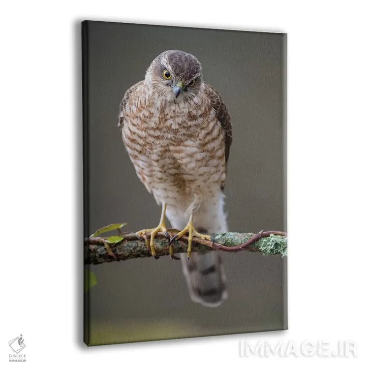 تابلو دکوراتیو شاهین گنجشکی نر ۱ اثر باور میسون - نمای پرسپکتیو محصول