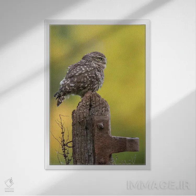 تابلو دکوراتیو جغد کوچک در حال استراحت اثر باور میسون - نمای قابدار سفید