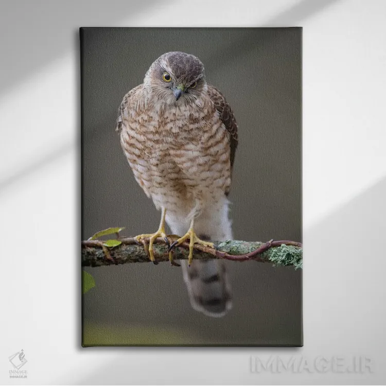 تابلو دکوراتیو شاهین گنجشکی نر ۱ اثر باور میسون - نمای روبهرو روی دیوار