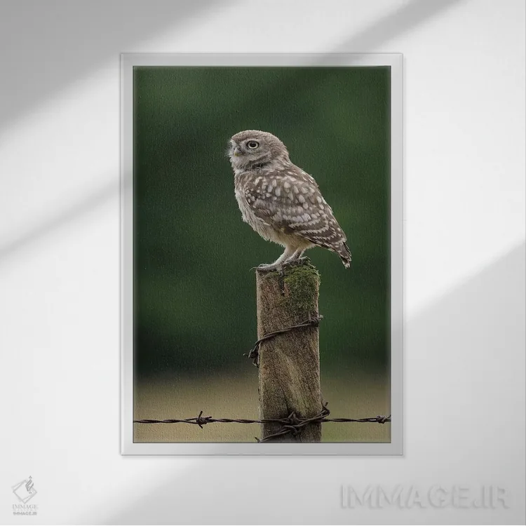 تابلو دکوراتیو جوجه جغد در حال استراحت اثر باور میسون - نمای قابدار سفید