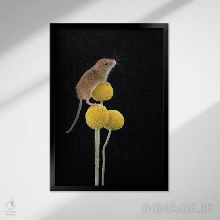 تابلو دکوراتیو برای دوربین لبخند بزن اثر باور میسون - نمای قابدار مشکی