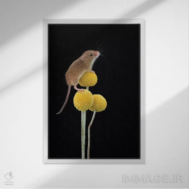 تابلو دکوراتیو برای دوربین لبخند بزن اثر باور میسون - نمای قابدار سفید