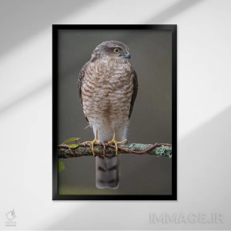تابلو دکوراتیو شاهین گنجشکی نر ۲ اثر باور میسون - نمای قابدار مشکی