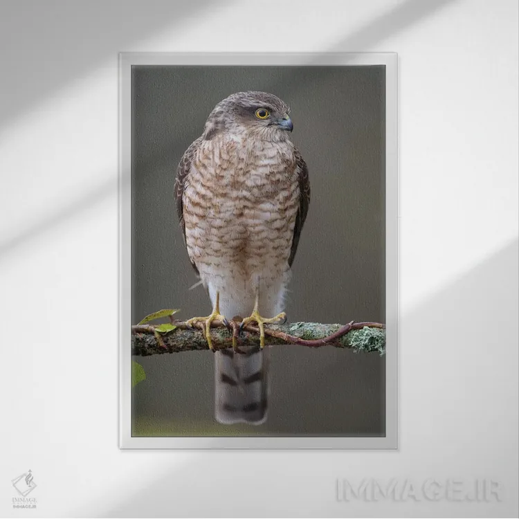 تابلو دکوراتیو شاهین گنجشکی نر ۲ اثر باور میسون - نمای قابدار سفید