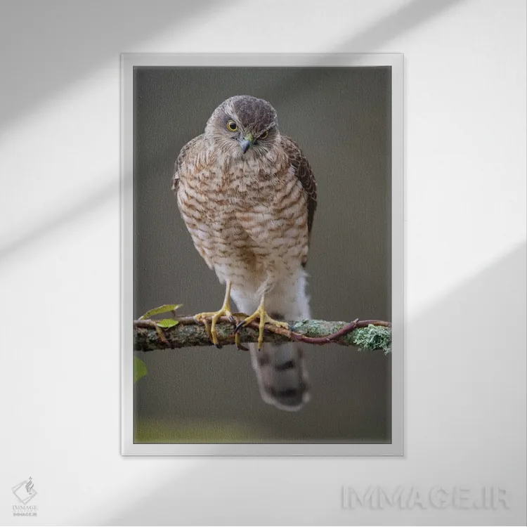 تابلو دکوراتیو شاهین گنجشکی نر ۱ اثر باور میسون - نمای قابدار سفید