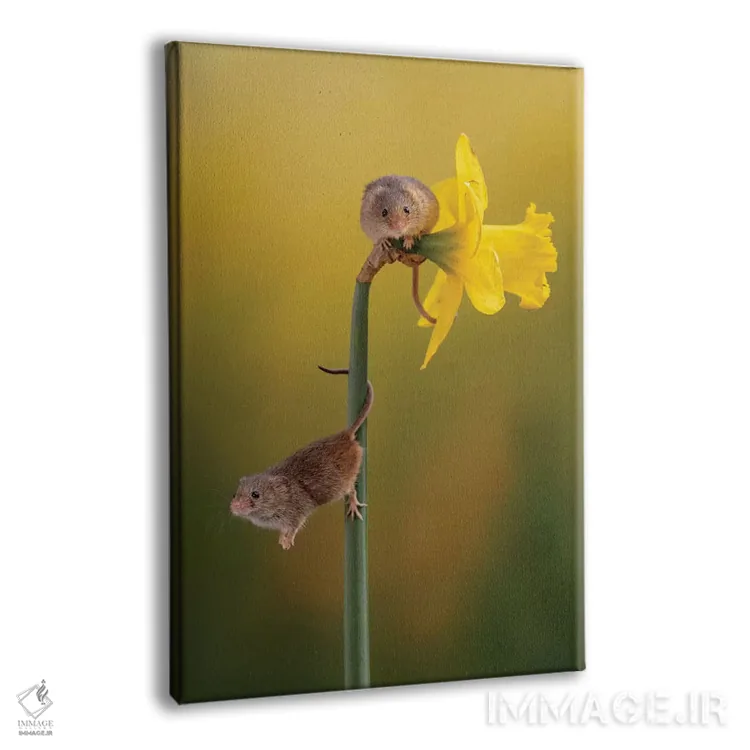 تابلو دکوراتیو خودنما کوچک اثر باور میسون - نمای پرسپکتیو محصول