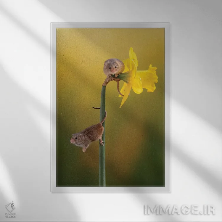 تابلو دکوراتیو خودنما کوچک اثر باور میسون - نمای قابدار سفید