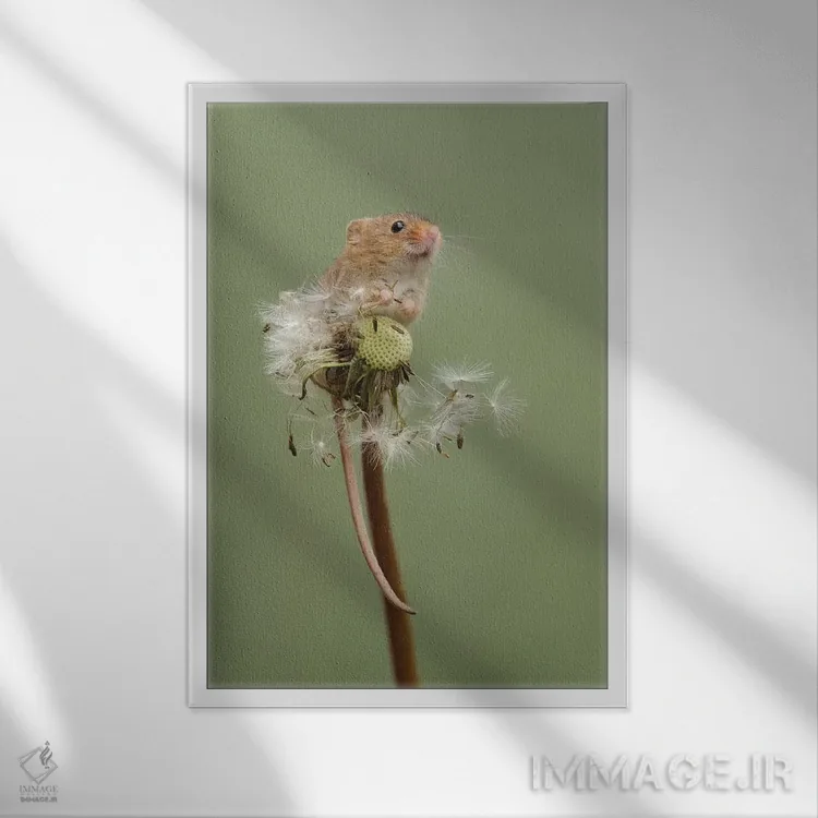 تابلو دکوراتیو خوراک خور شاد اثر باور میسون - نمای قابدار سفید